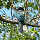 Trogon de Cuba
