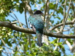 Trogon de Cuba