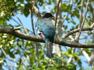 Trogon de Cuba