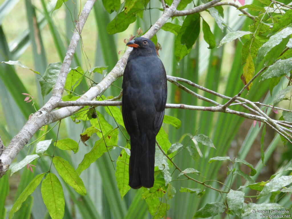 Trogon de Masséna femelle