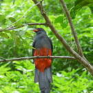 Trogon de Masséna