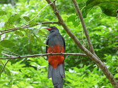 Slaty-tailed Trogon