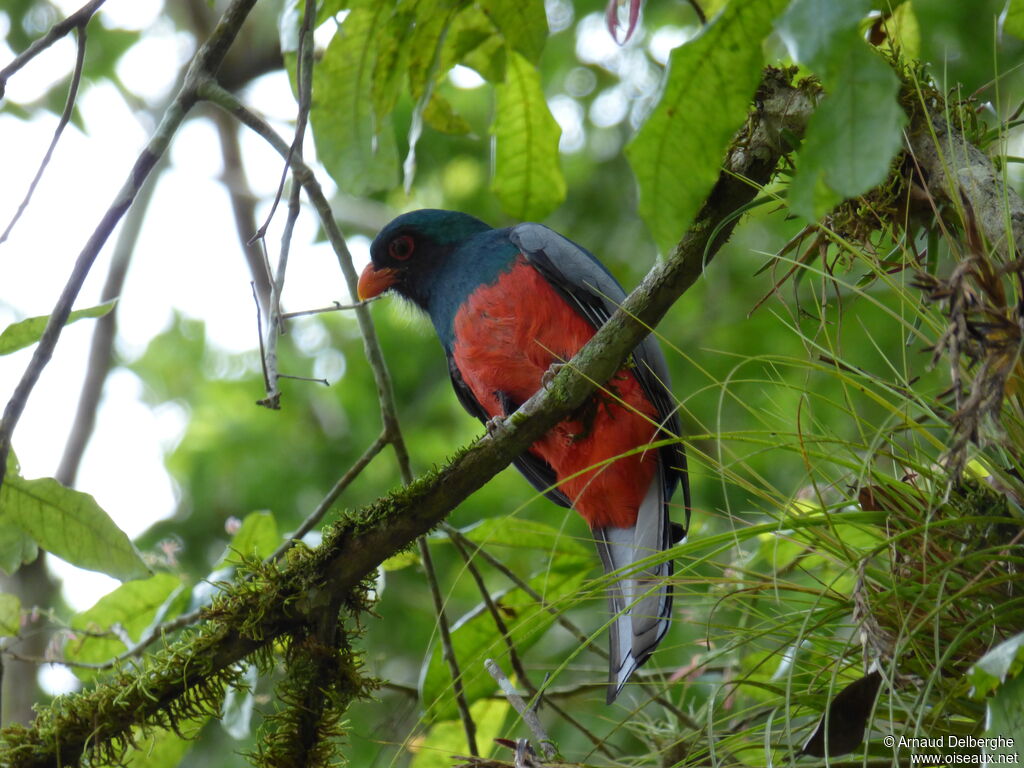 Slaty-tailed Trogon male