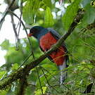 Trogon de Masséna