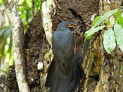 Trogon de Masséna