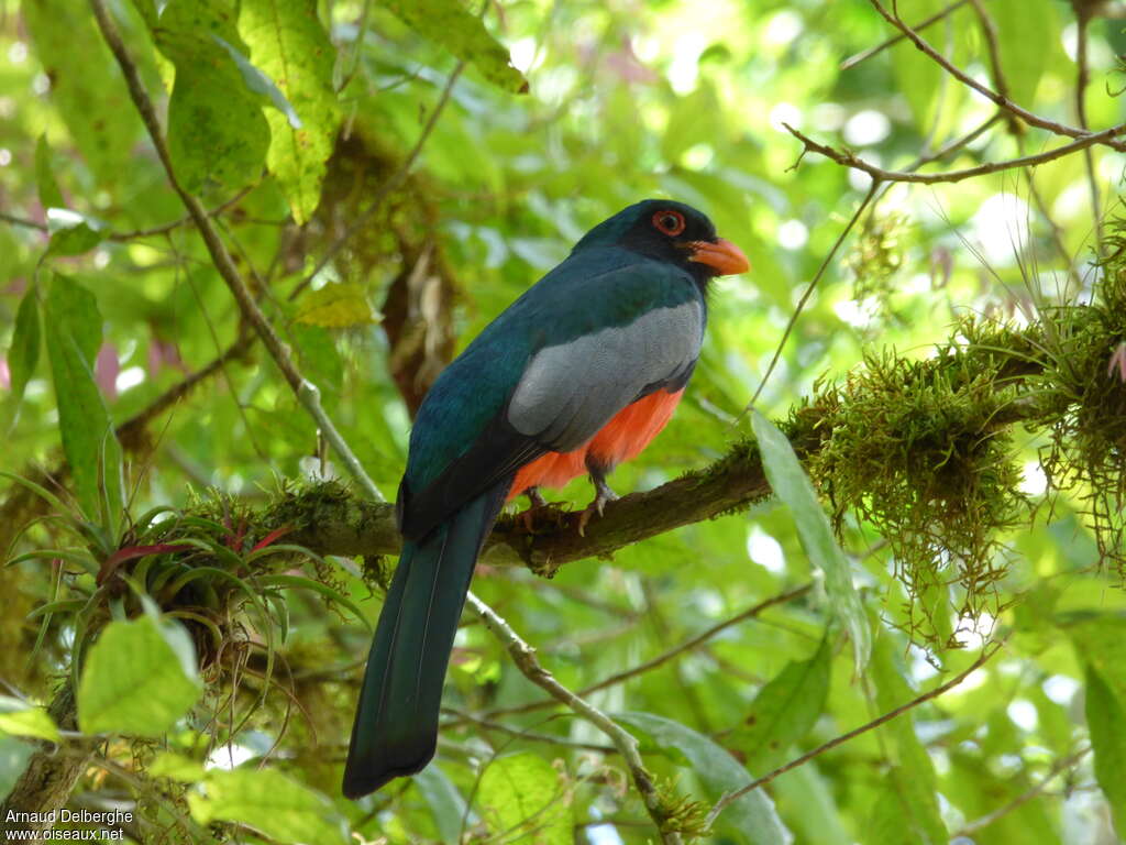 Slaty-tailed Trogon male adult, identification