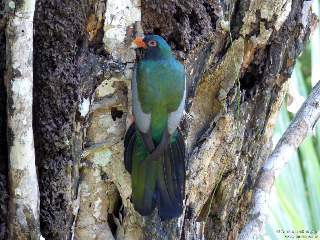 Trogon de Masséna mâle