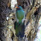 Trogon de Masséna