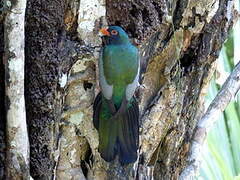 Slaty-tailed Trogon