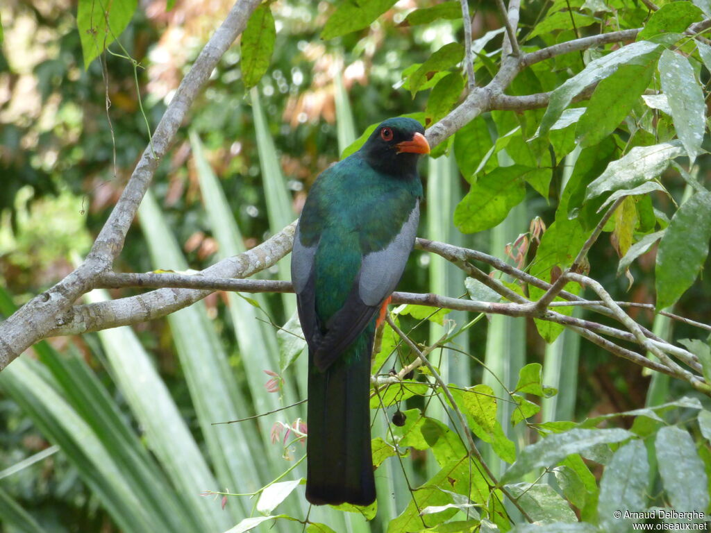 Slaty-tailed Trogon male