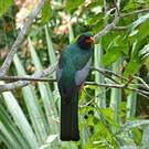 Trogon de Masséna