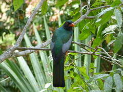 Slaty-tailed Trogon