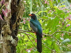 Slaty-tailed Trogon