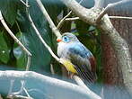 Trogon de Sumatra