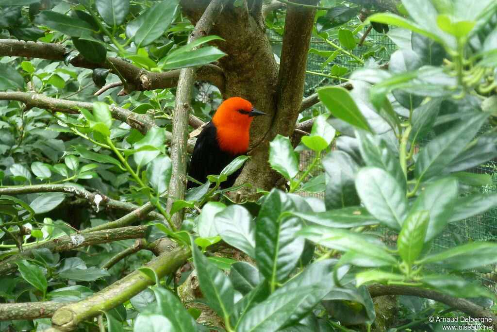 Scarlet-headed Blackbird