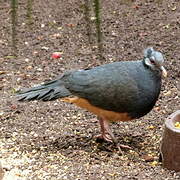 Thick-billed Ground Pigeon
