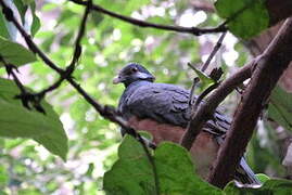Thick-billed Ground Pigeon