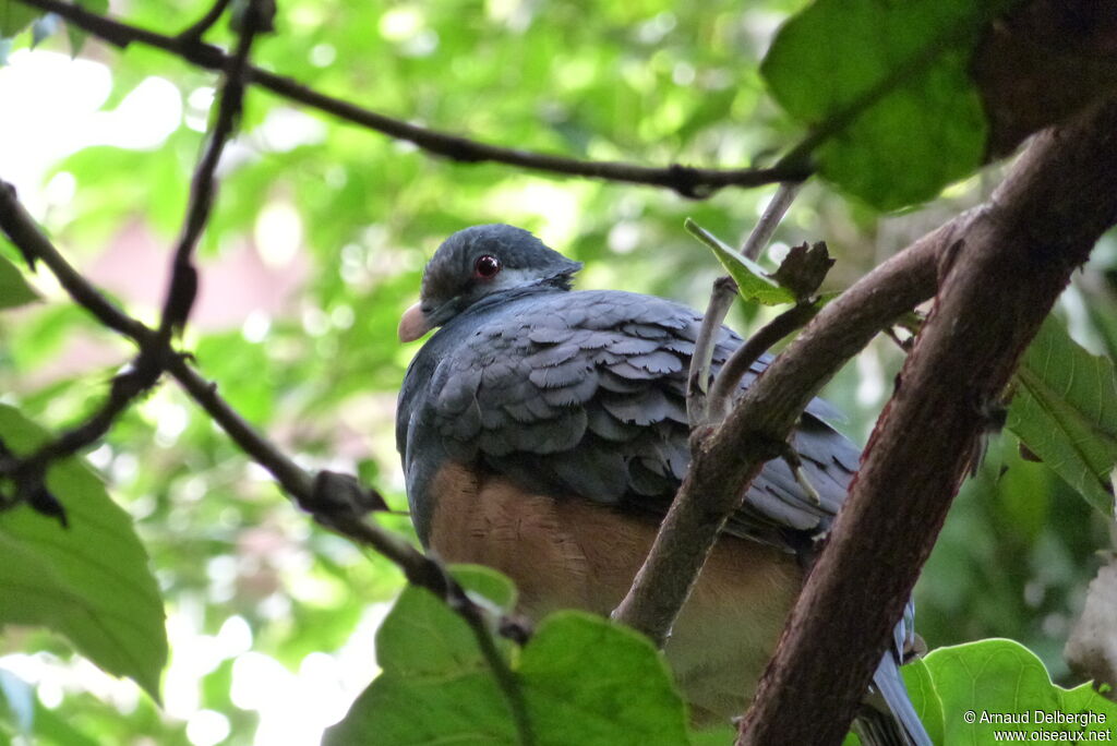 Thick-billed Ground Pigeon