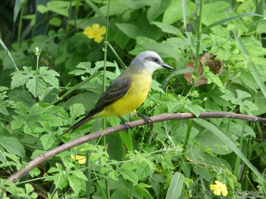 White-throated Kingbird