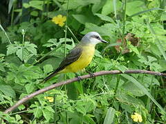 White-throated Kingbird