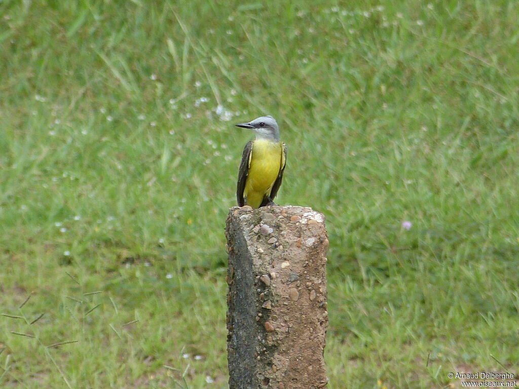 White-throated Kingbird