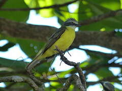 Grey-capped Flycatcher