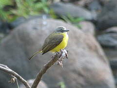 Grey-capped Flycatcher