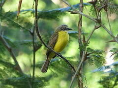 Grey-capped Flycatcher