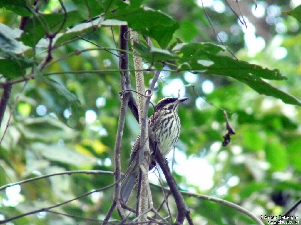 Streaked Flycatcher