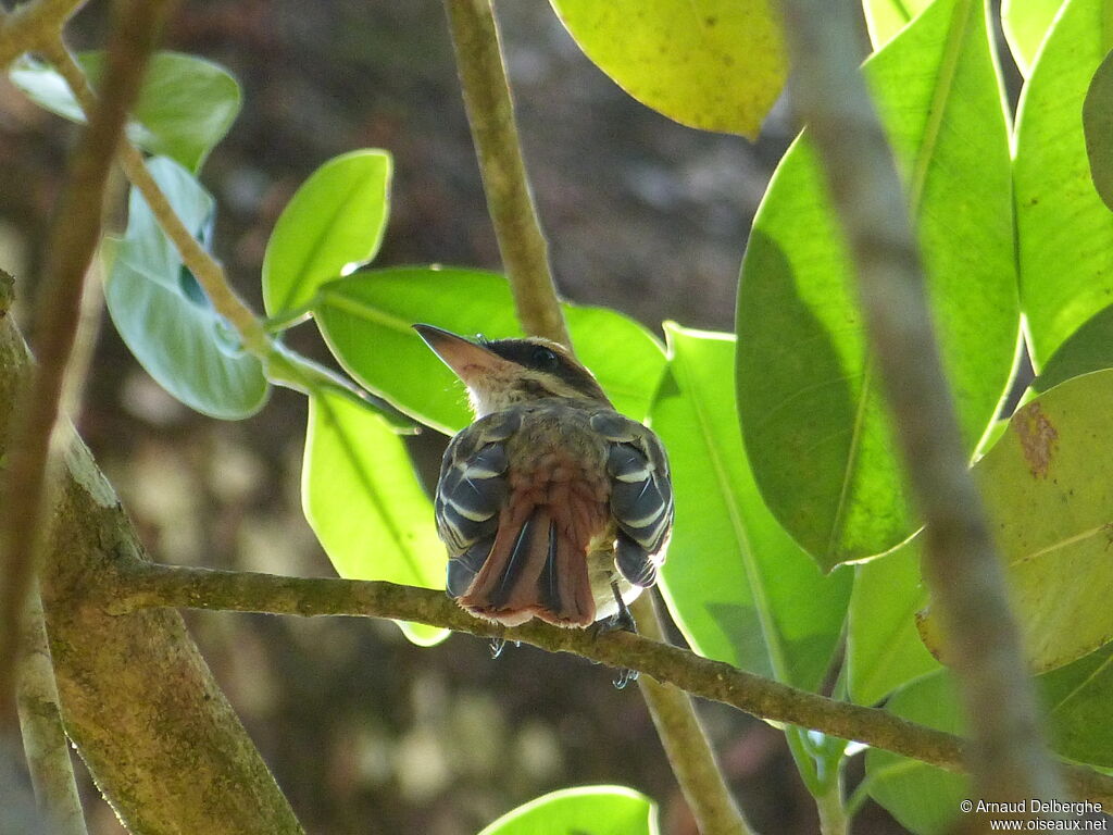 Streaked Flycatcher