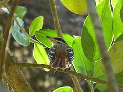 Streaked Flycatcher