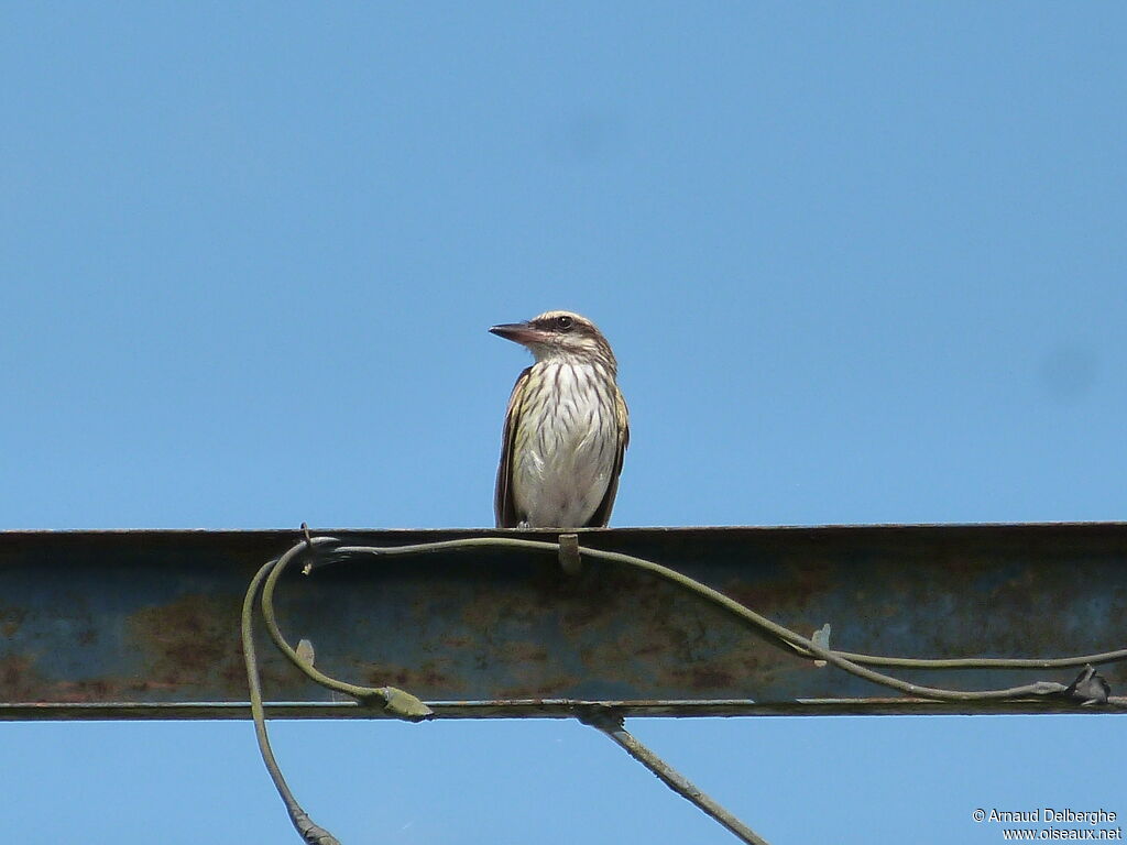 Streaked Flycatcher