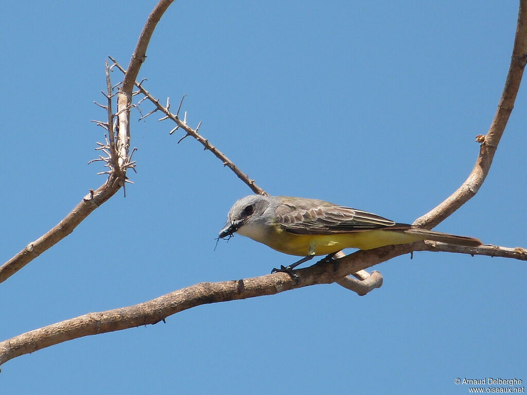 Western Kingbird