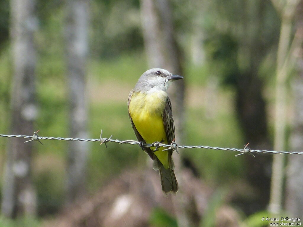 Western Kingbird