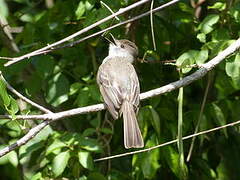 La Sagra's Flycatcher