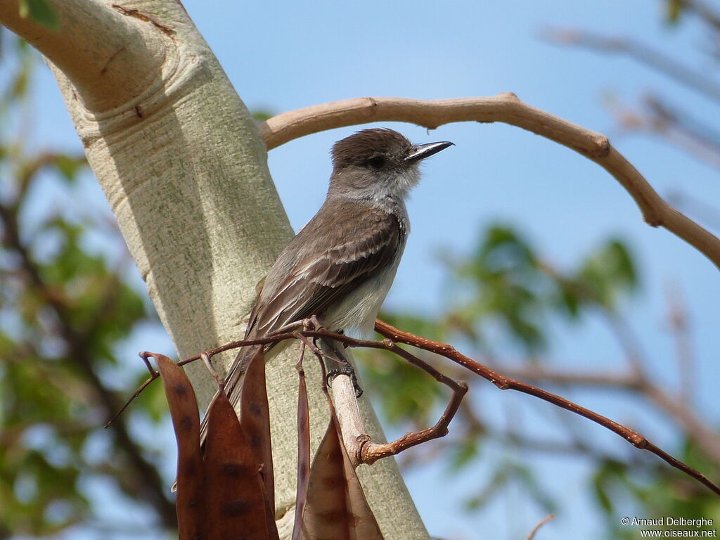 La Sagra's Flycatcher