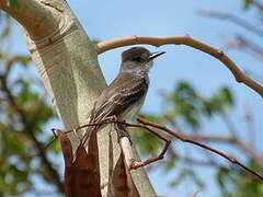 La Sagra's Flycatcher