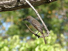 Brown-crested Flycatcher