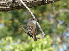 Brown-crested Flycatcher