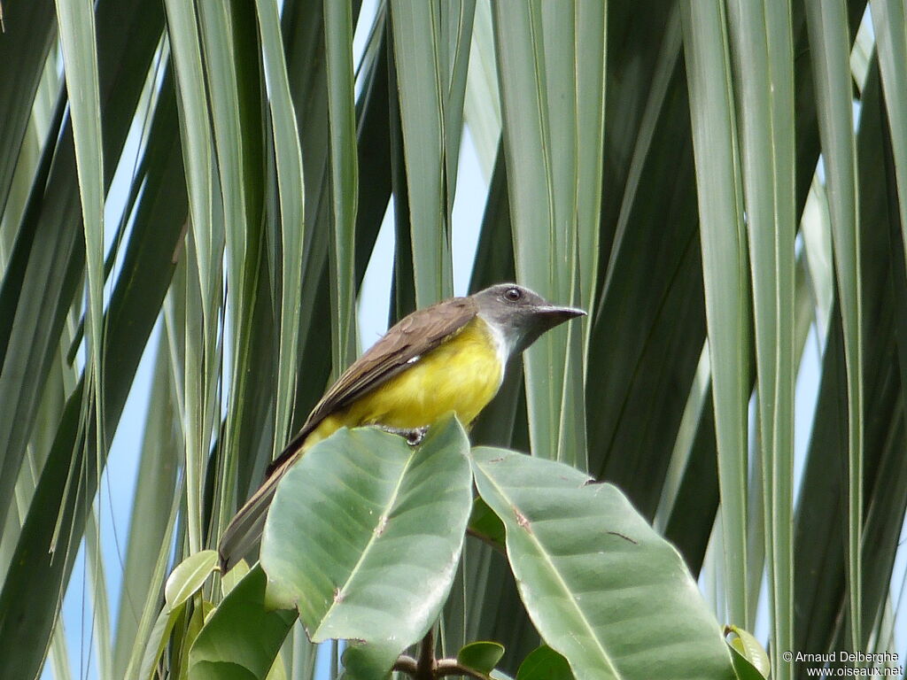 Sulphury Flycatcher