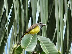 Sulphury Flycatcher