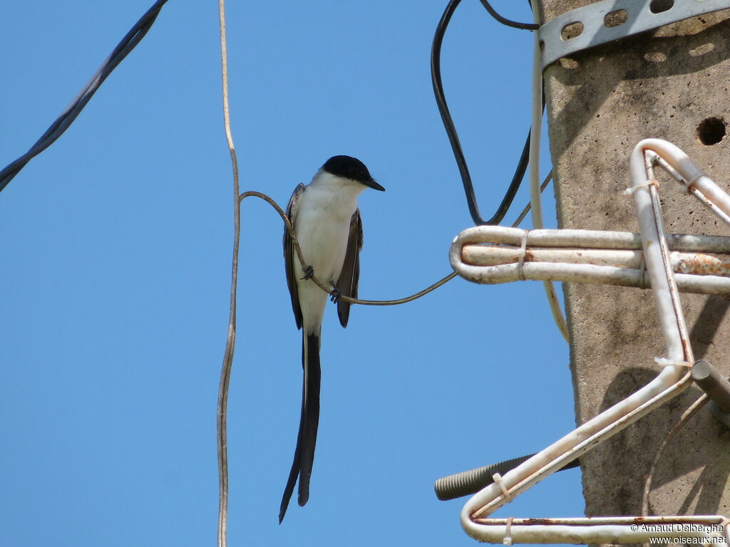 Fork-tailed Flycatcher