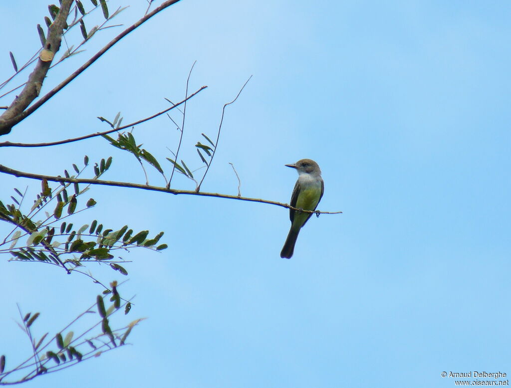 Short-crested Flycatcher