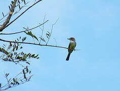 Short-crested Flycatcher