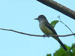 Short-crested Flycatcher