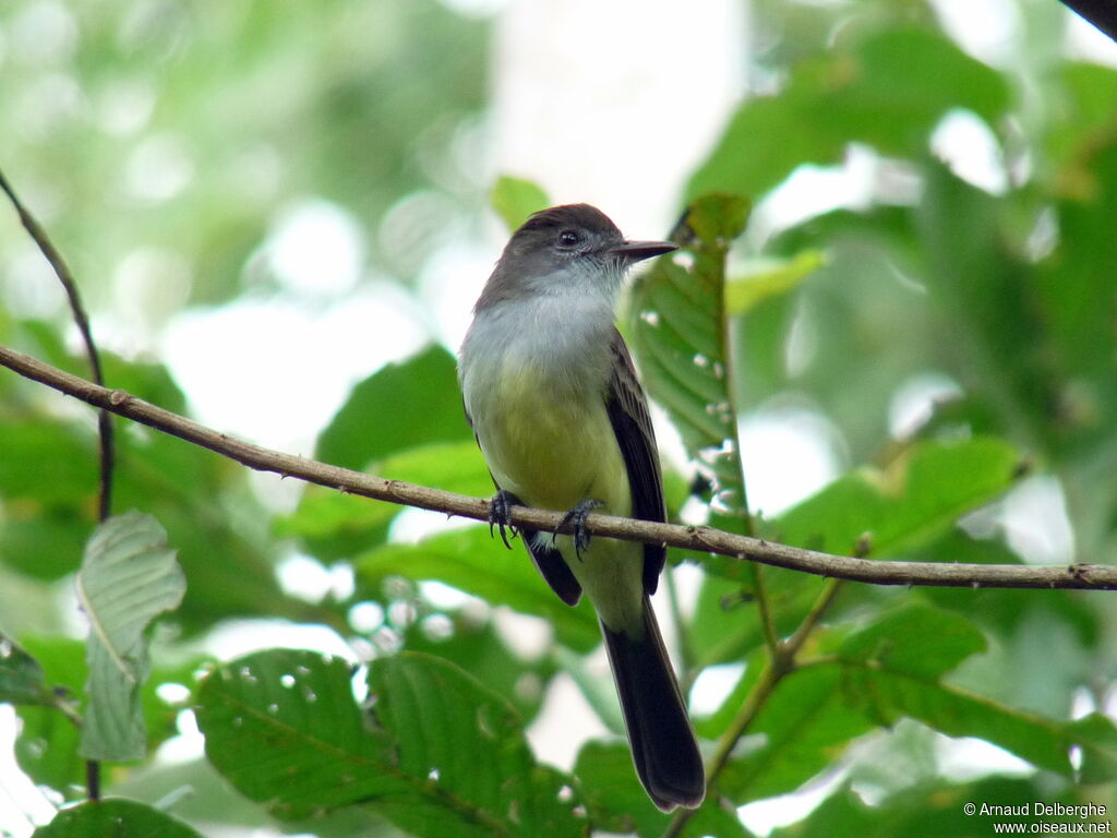 Short-crested Flycatcher