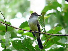 Short-crested Flycatcher