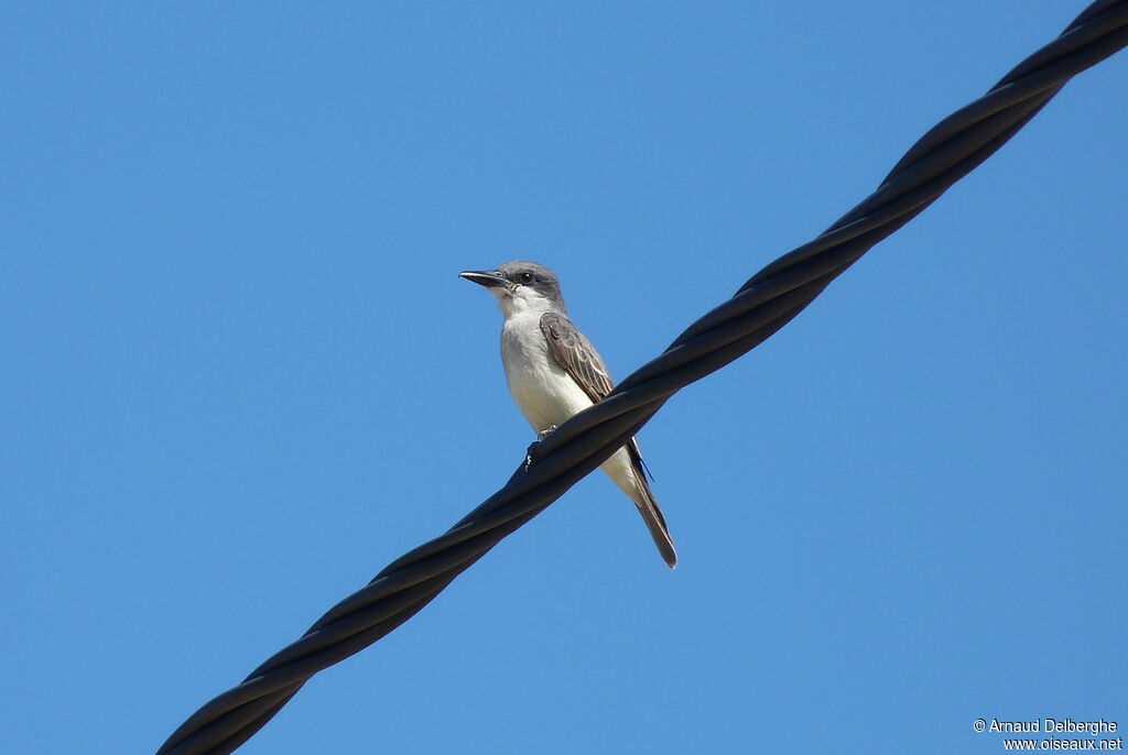 Grey Kingbird