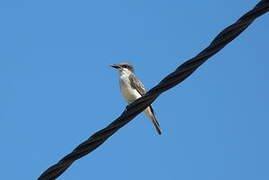 Grey Kingbird