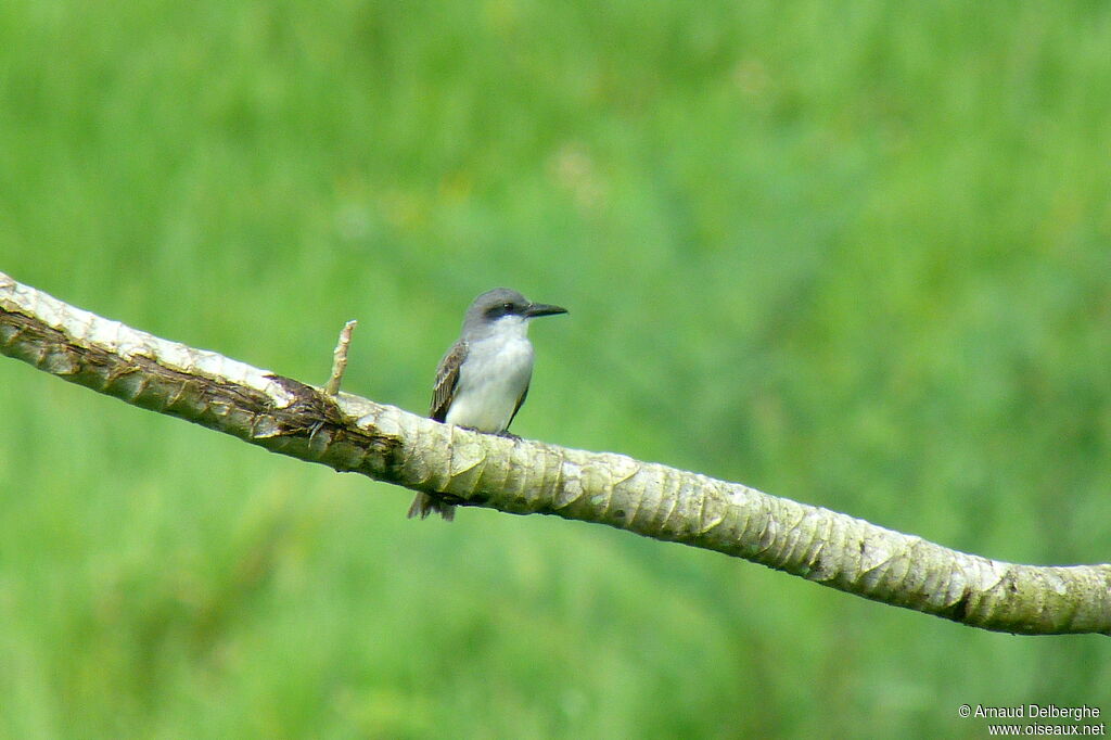 Grey Kingbird